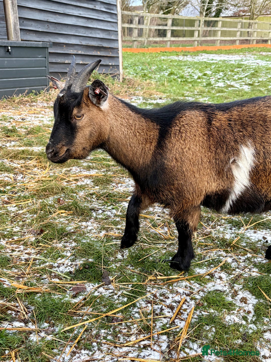 Goats livestock for sale: Pygmy goat Nannie’s for sale  - Advert 3