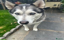 Siberian Husky dogs for sale: The name of the dog is Ice - Image 3