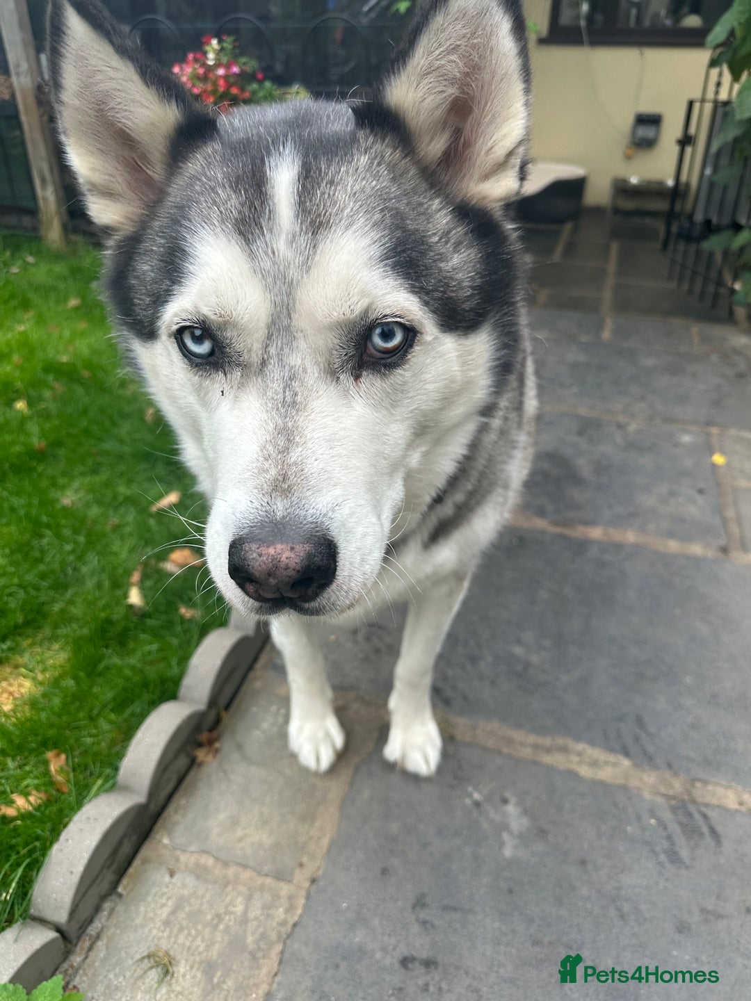 Siberian Husky dogs for sale: The name of the dog is Ice - Image 3