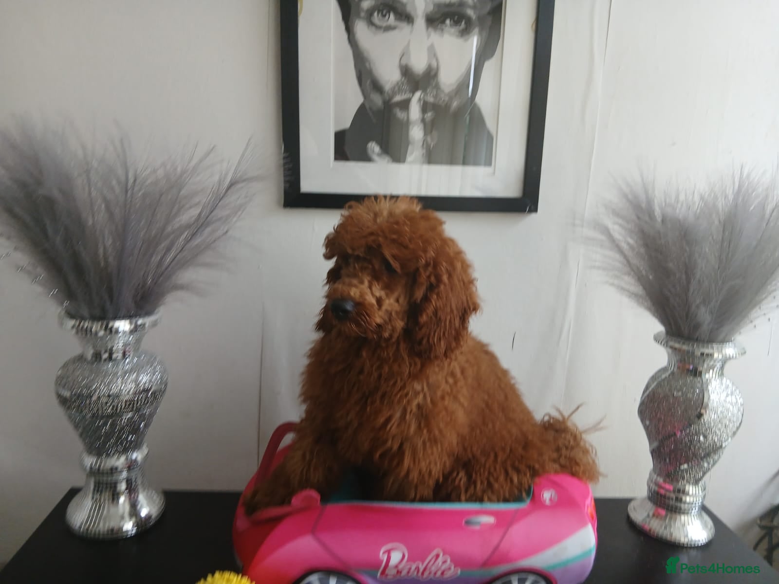 Miniature Poodle dogs Fox Red and Red puppies Boys and Girls available. - Advert 11