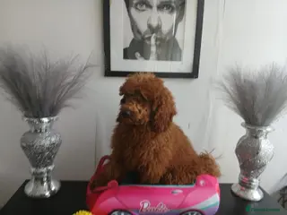Miniature Poodle dogs Fox Red and Red puppies Boys and Girls available. - Advert 11