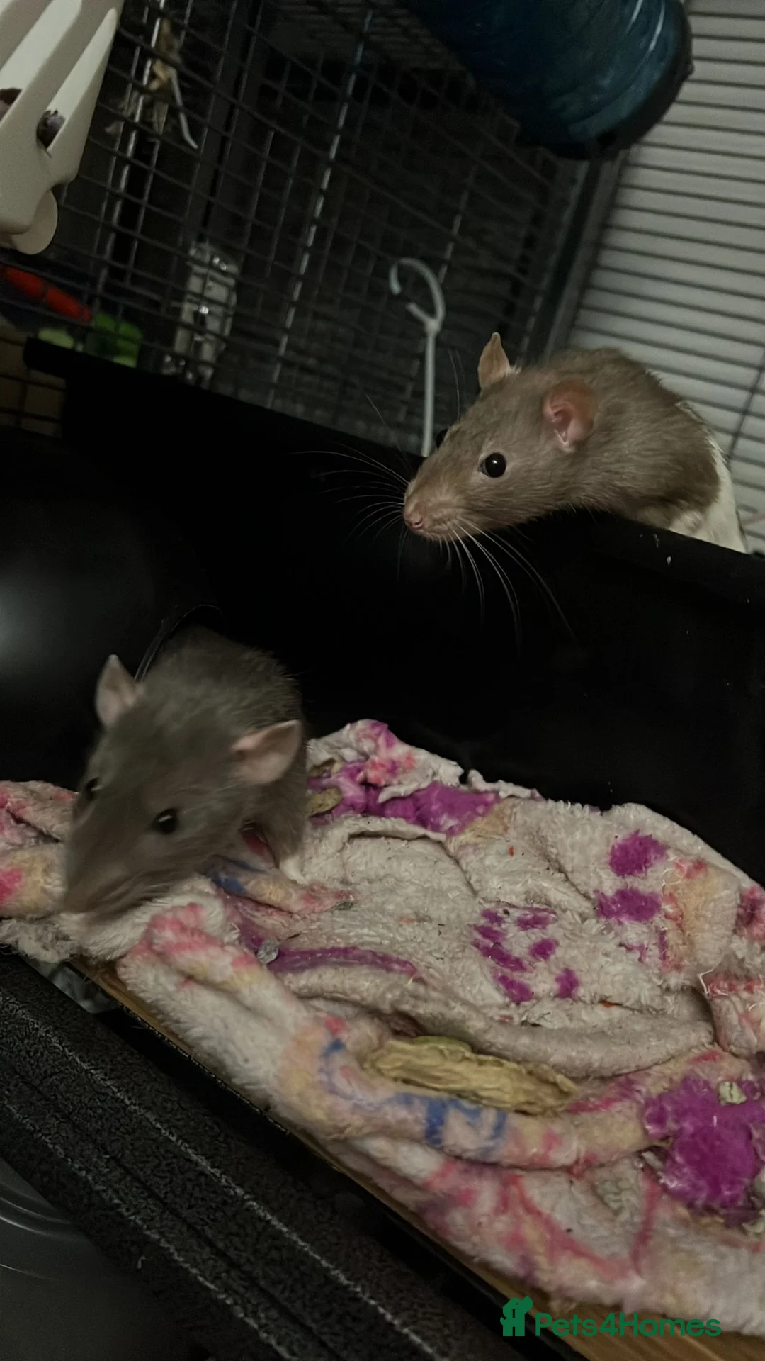 Rat rodents for sale: Rehoming  - Advert 6