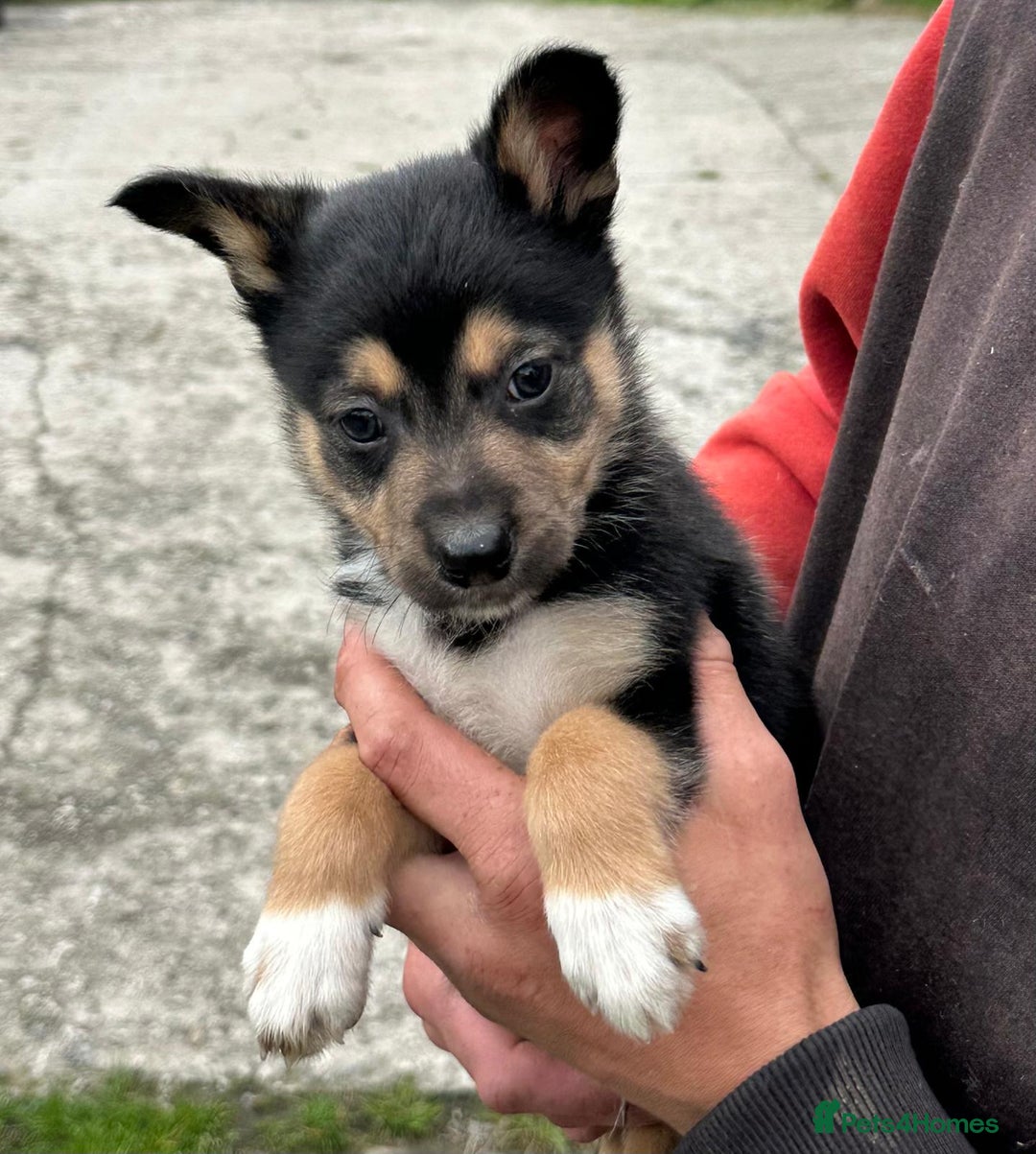 Mixed Breed dogs for sale: Collie X Kelpie puppies - Image 6