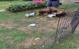 Mixed Breed dogs for sale: Sprocker spaniels - Image 7
