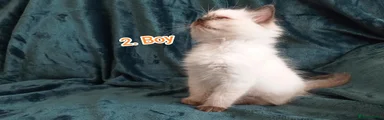 Ragdoll 2