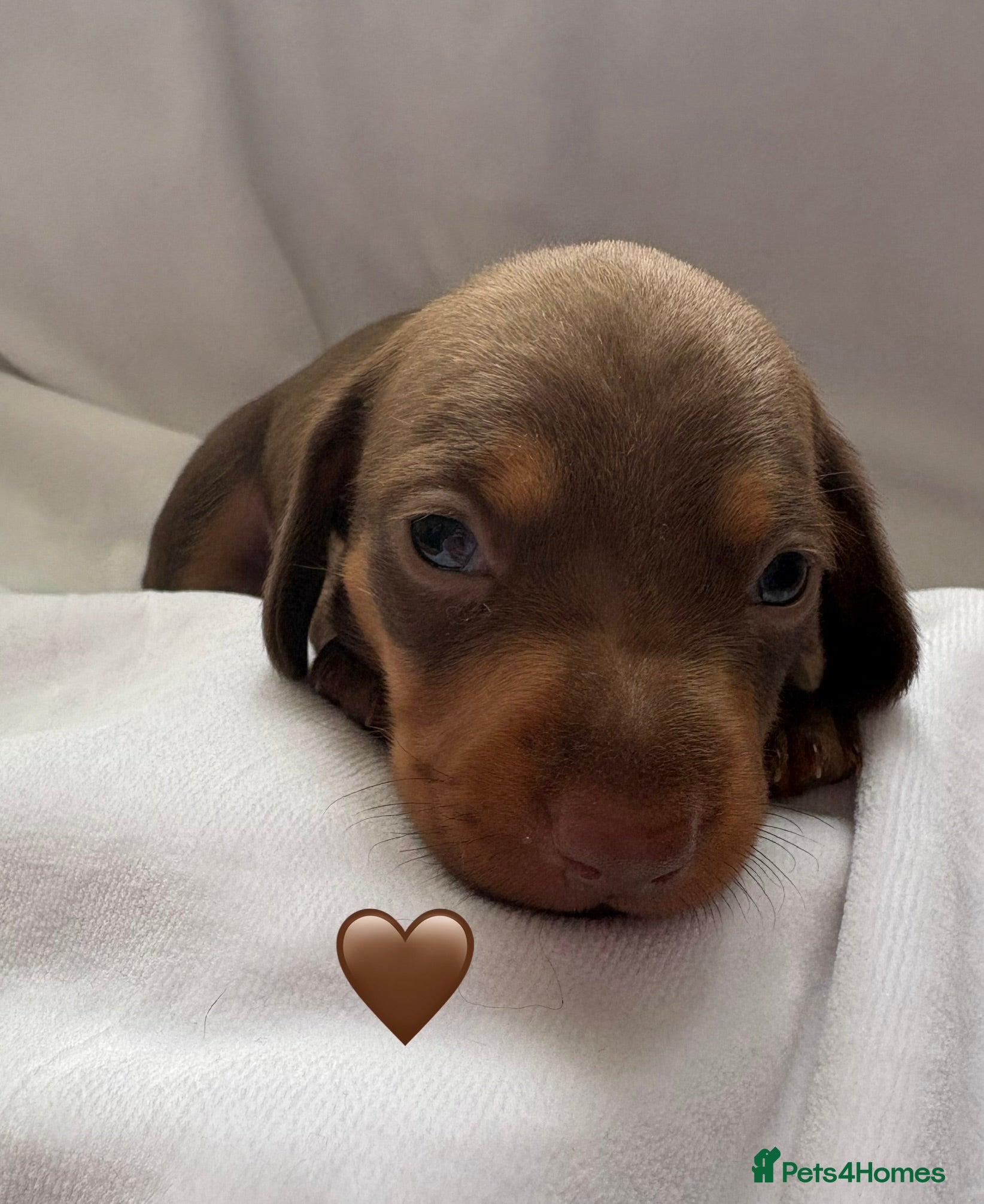 Miniature Dachshund dogs 3 Stunning Miniature Dachshund Puppies Left - Advert 16