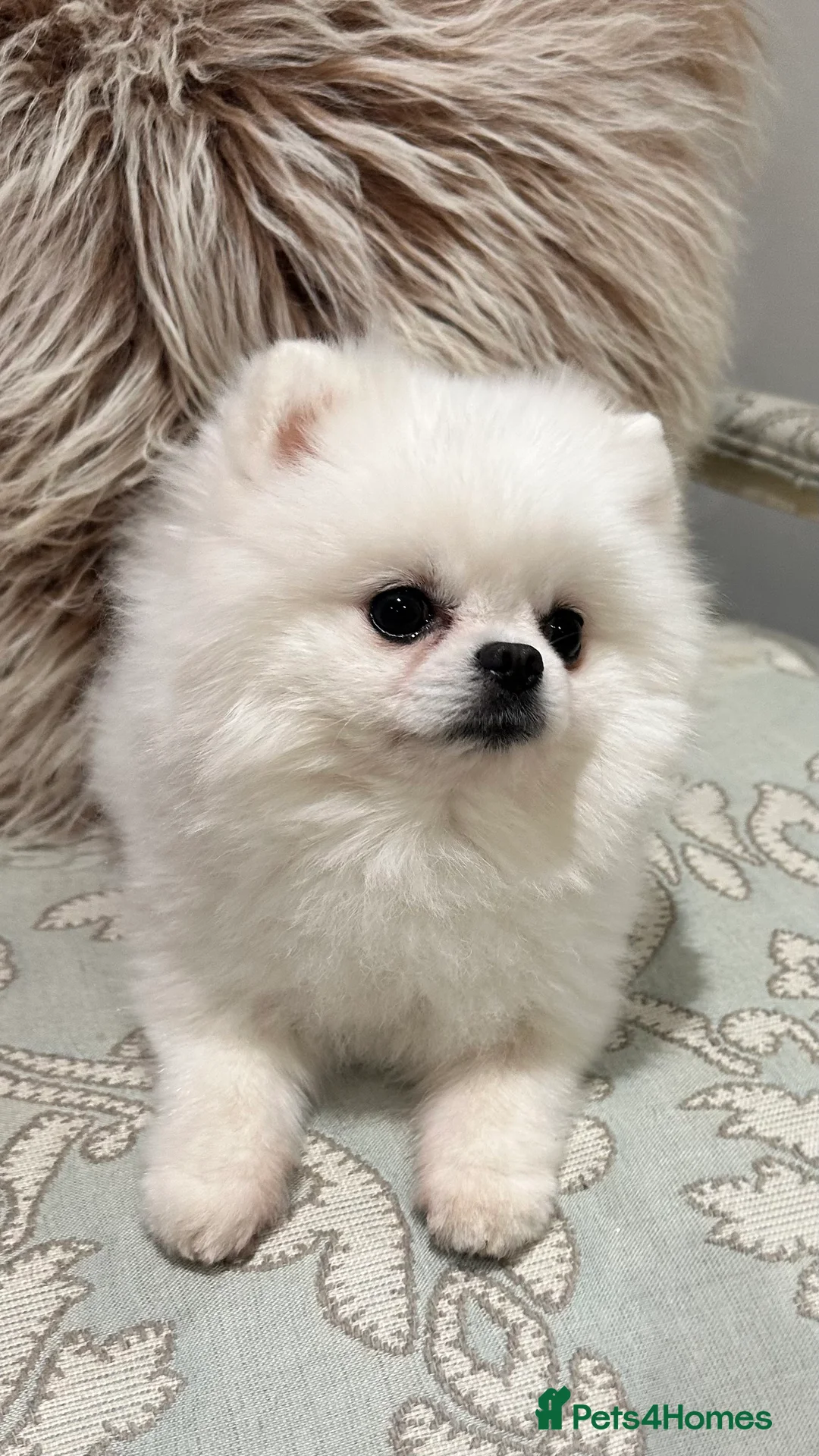 Pomeranian dogs for stud:  🏆 Asian White🏆 Pom TINY - Advert 3