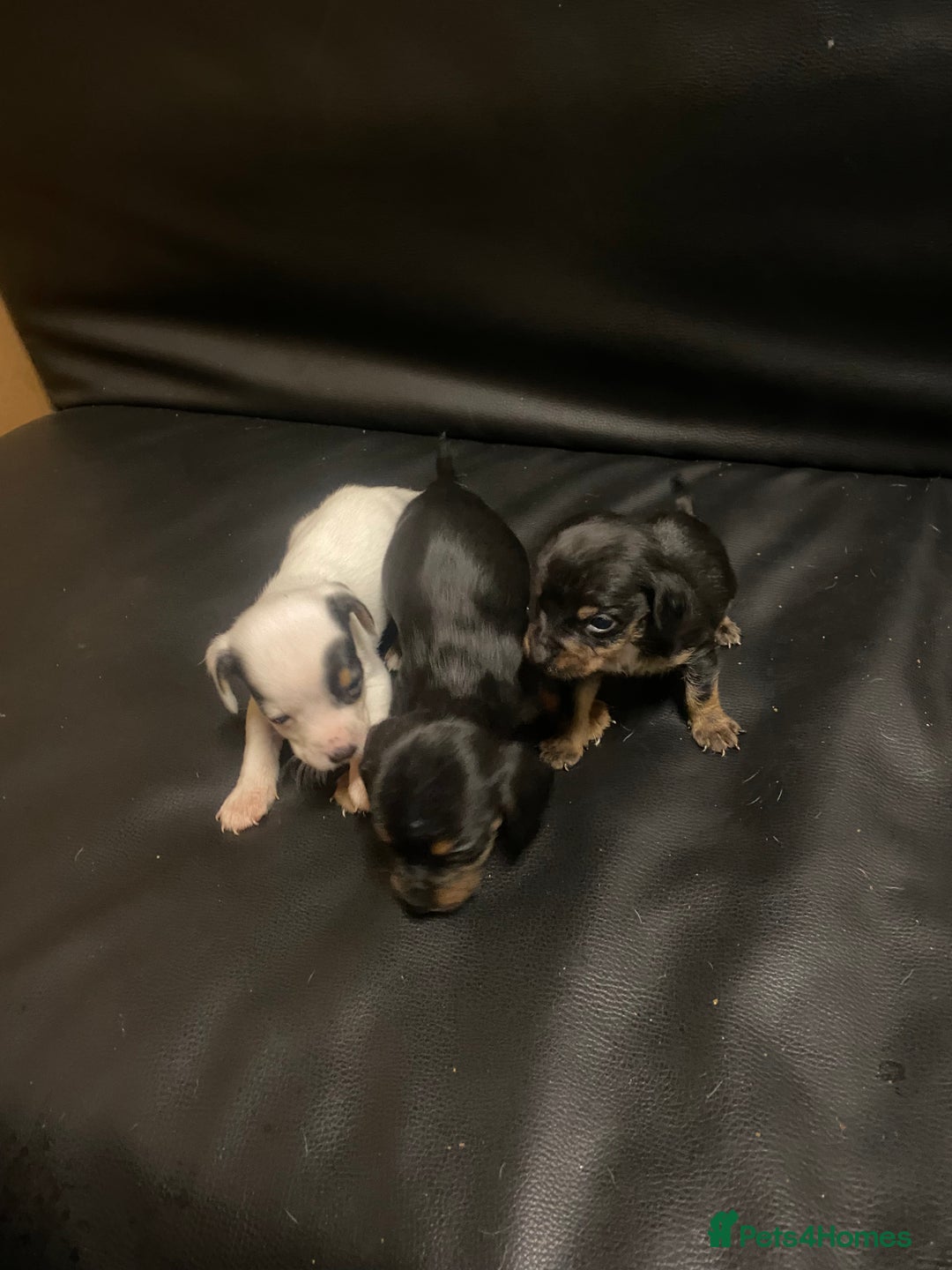 Jack Russell dogs for sale: 6 Jack Russell puppy’s  - Advert 2