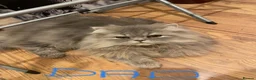 British Longhair cats for sale: Adorable Fluffy Kitten 🐾 - Advert 3