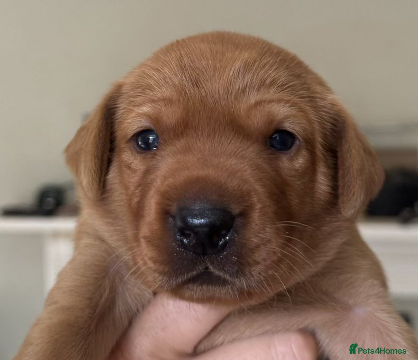 Labrador Retriever dogs BEAUTIFUL KC TRUE FOX RED LABRADOR PUPS  - Advert 2