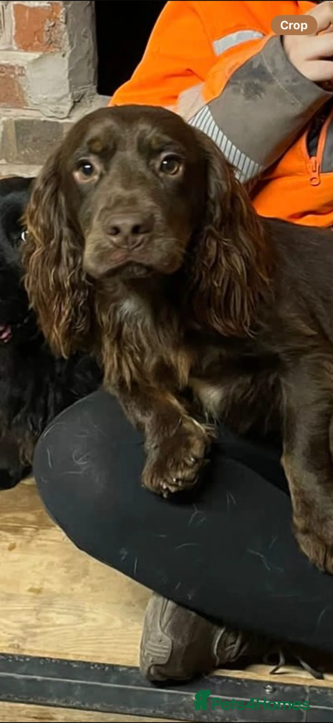 Cocker Spaniel dogs for stud: Fully Health tested Choc and tan working cocker. - Advert 2