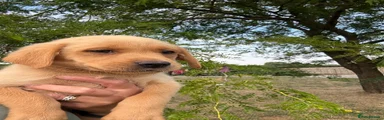 Labrador Retriever 5