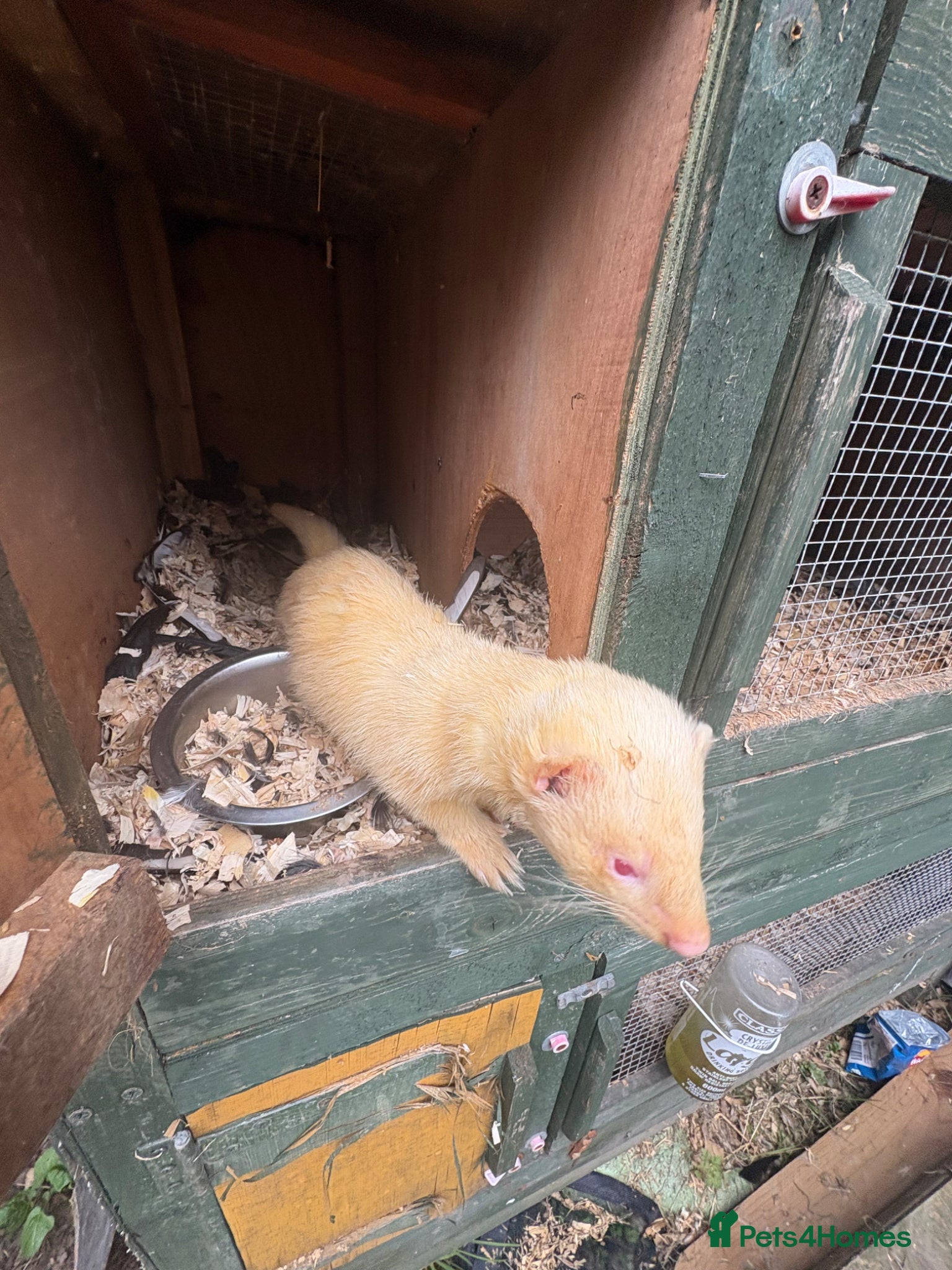 Ferret rodents Hob for stud - Advert 1