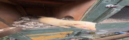 Ferret rodents for sale: Hob for stud - Advert 1