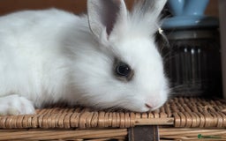 Mixed Breed rabbits for sale: Mixed  - Image 2