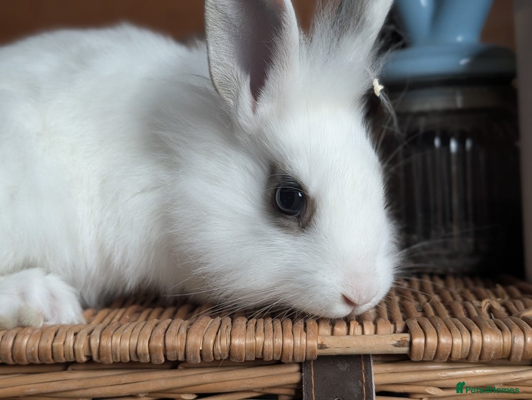 Mixed Breed rabbits for sale: Mixed  - Image 2