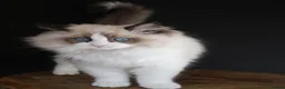 Ragdoll cats for sale: beautiful purebred Ragdoll kittens - Advert 4