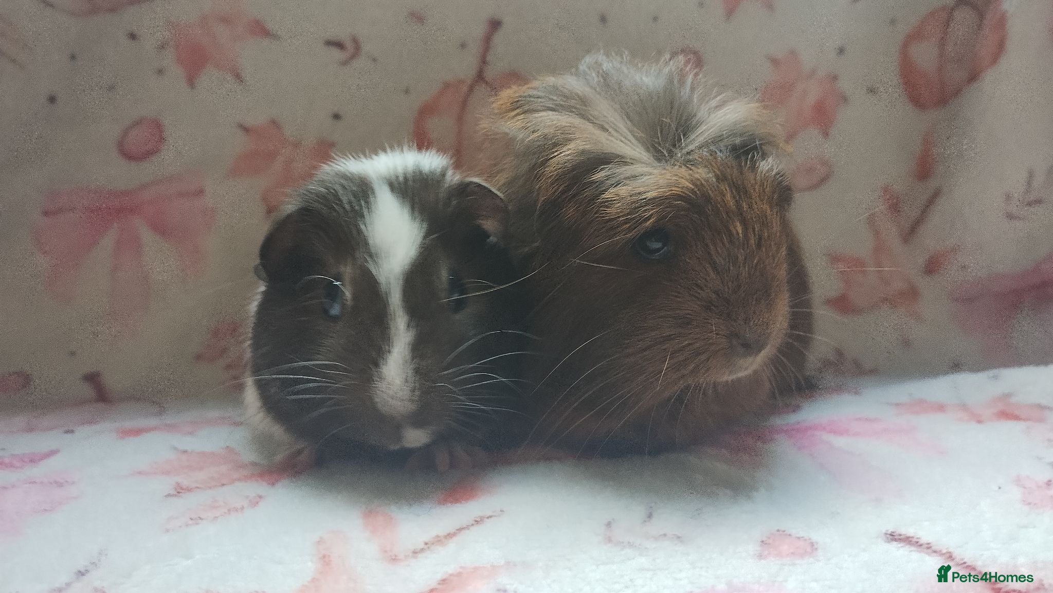 Guinea Pig rodents Beautiful pair of girl guinea pigs aka sow ready  - Advert 1