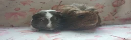 Guinea Pig rodents for sale: Beautiful pair of girl guinea pigs aka sow ready  - Advert 1