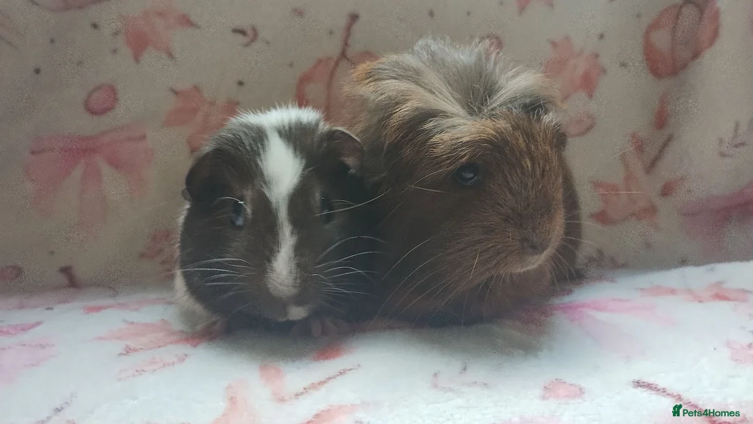 Guinea Pig rodents for sale: Beautiful pair of girl guinea pigs aka sow ready  - Advert 1