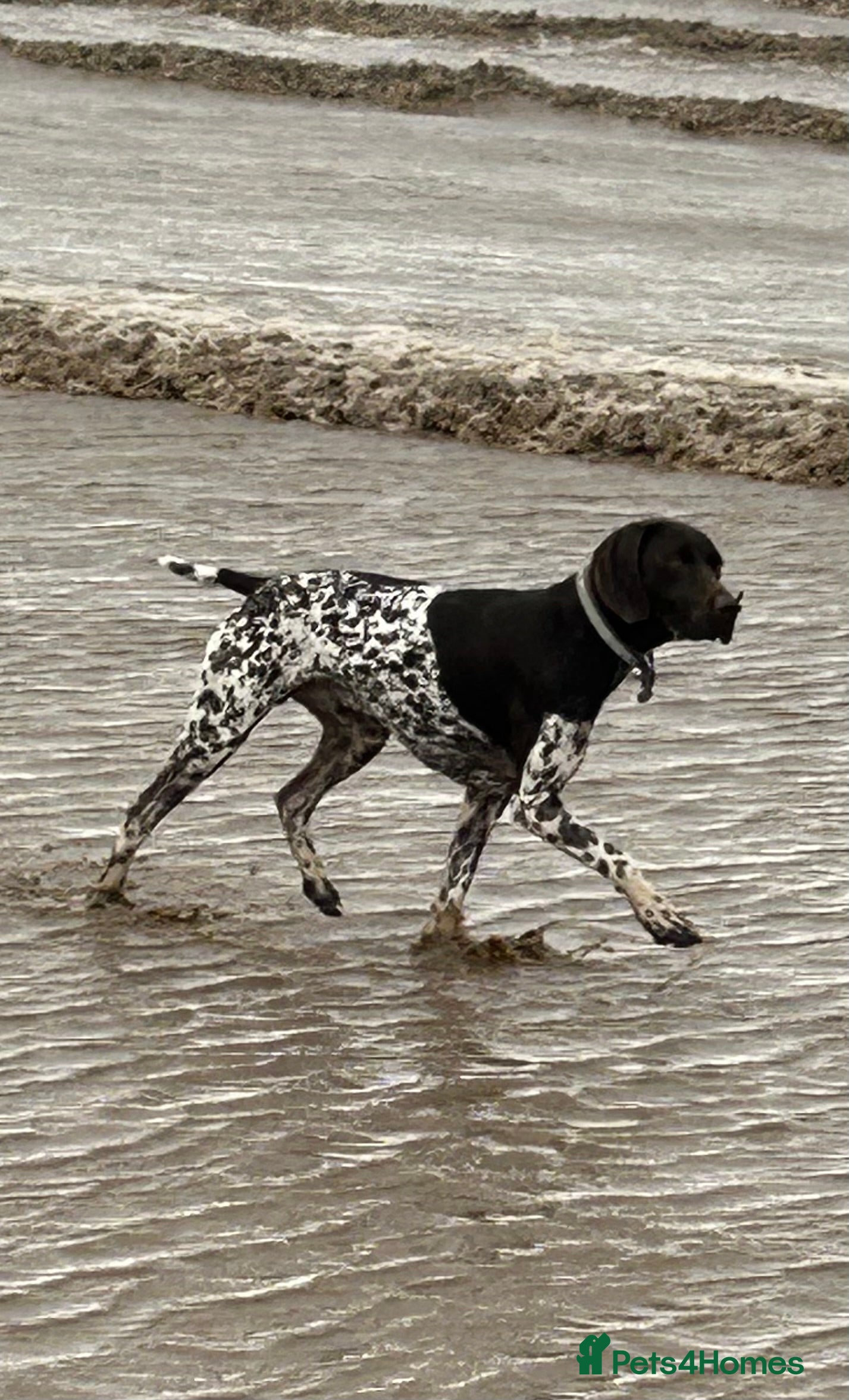 German Shorthaired Pointer dogs Outstanding GSP for stud  - Advert 18