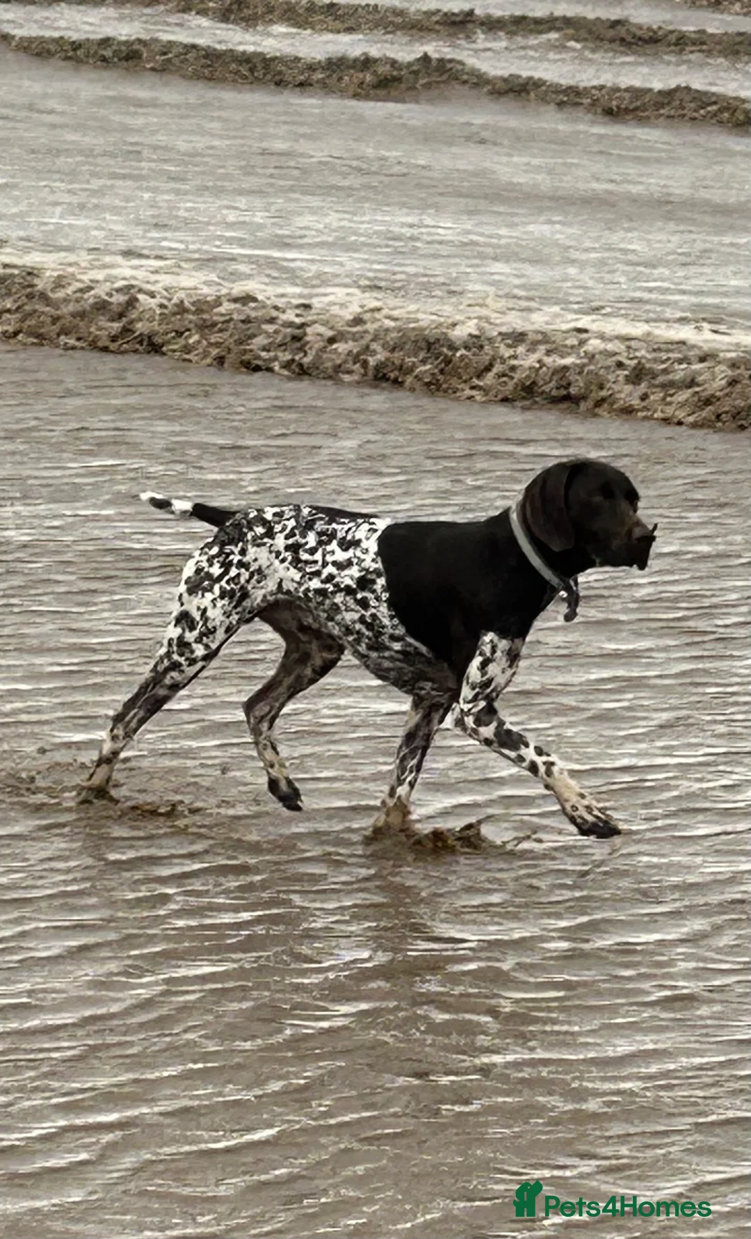 German Shorthaired Pointer dogs for stud: Outstanding GSP for stud  - Advert 1