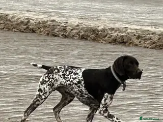 German Shorthaired Pointer dogs Outstanding GSP for stud - Advert 1