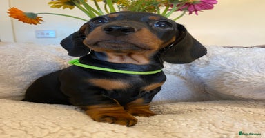 Miniature Dachshund dogs - Advert 10