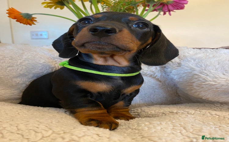 Miniature Dachshund dogs - Advert 4