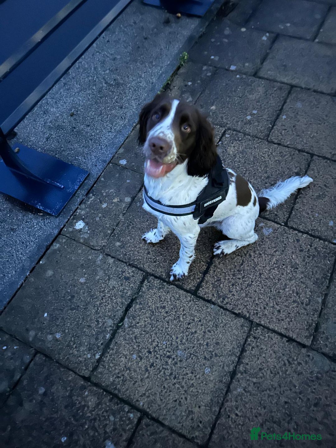 Sprocker dogs for sale: Fergus for adoption - Advert 4