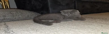 British Shorthair 1