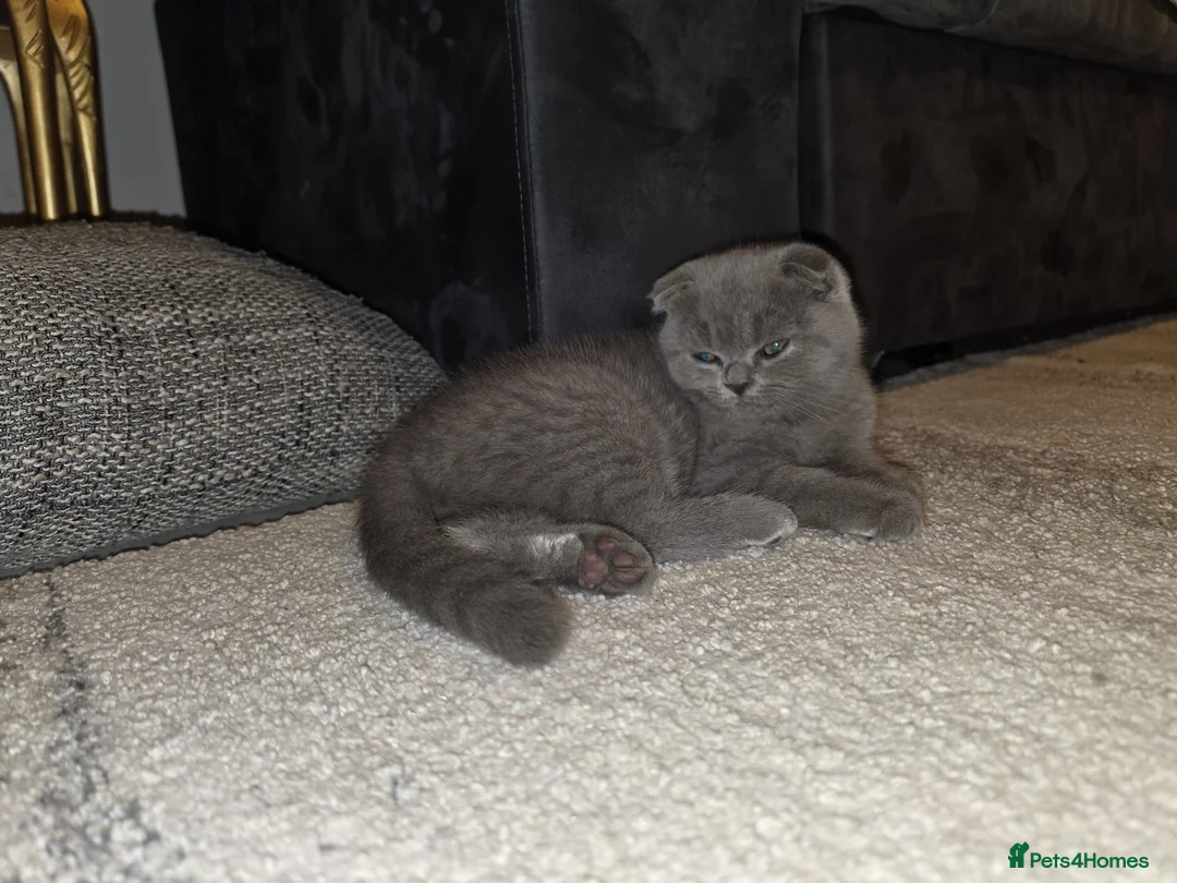 British Shorthair cats for sale: British shorthair  - Advert 2