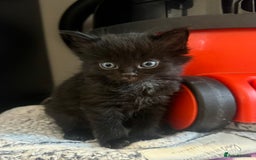 British Longhair cats for sale: 6 Super Friendly British Long Haired Kittens - Image 6
