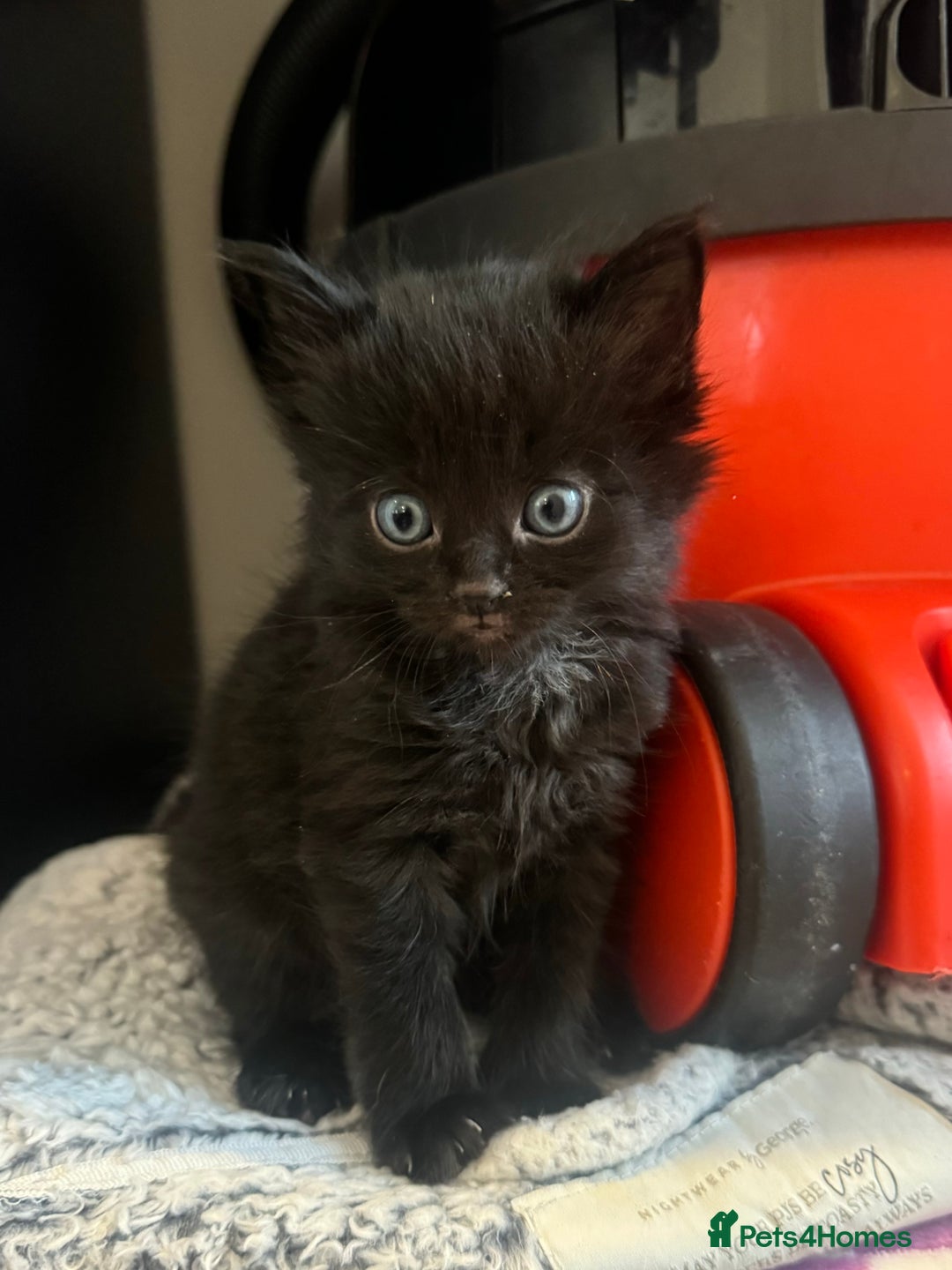 British Longhair cats for sale: 6 Super Friendly British Long Haired Kittens - Image 6
