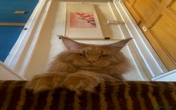 Maine Coon cats for sale: Maine coon babies  - Image 13