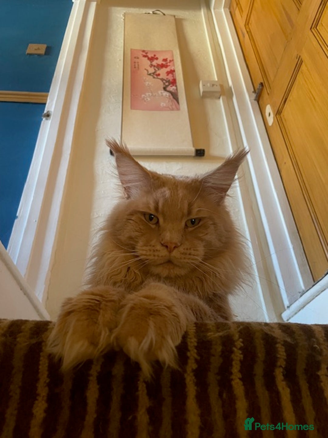 Maine Coon cats for sale: Maine coon babies  - Image 13