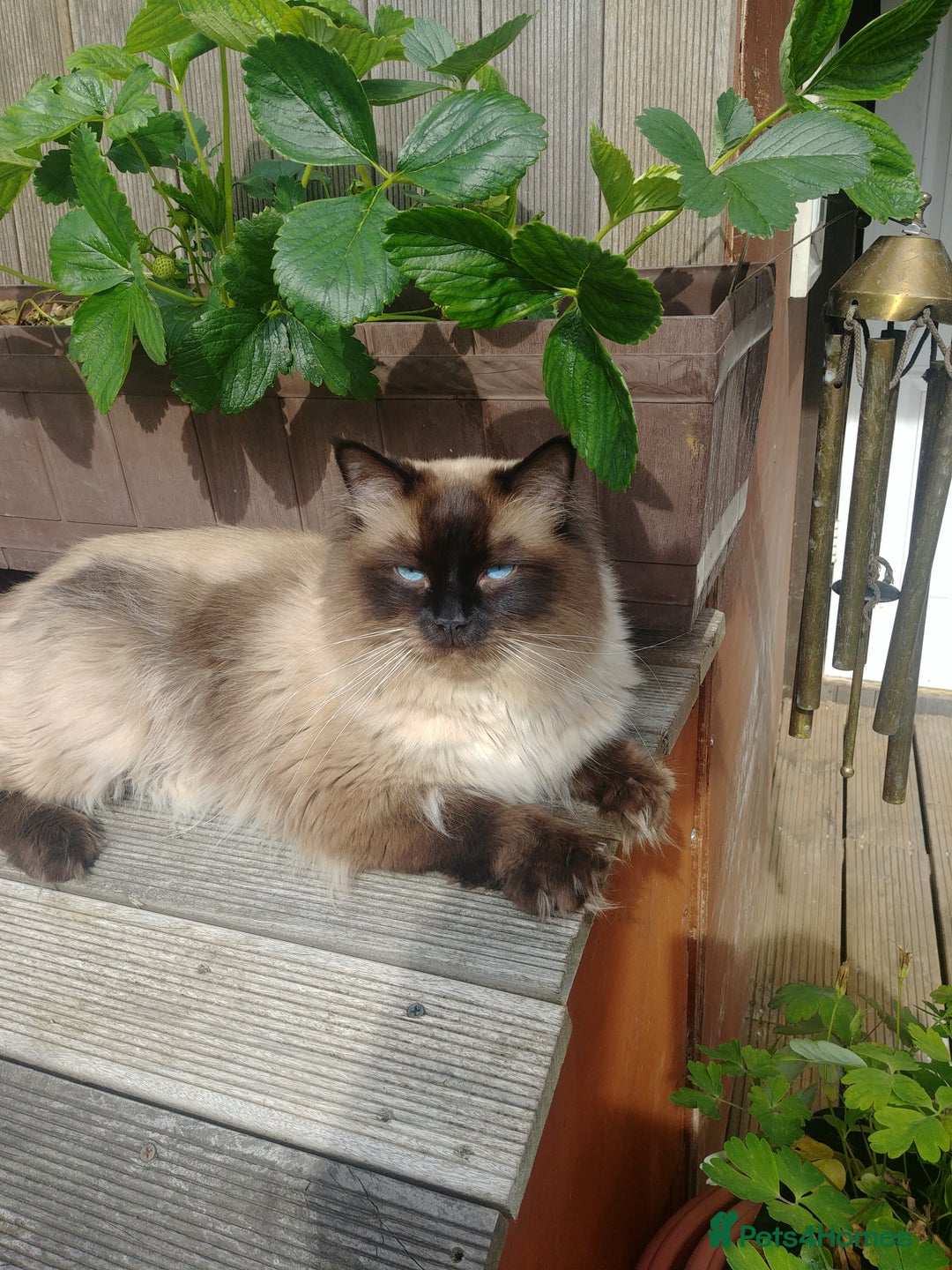 Ragdoll cats for stud: GCCF Active Register Seal Point Awesome Ragdoll in Luton - Image 6