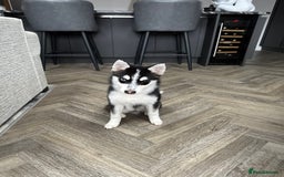 Pomsky dogs for stud: Pomsky Stud Available - NorthWest - Image 4