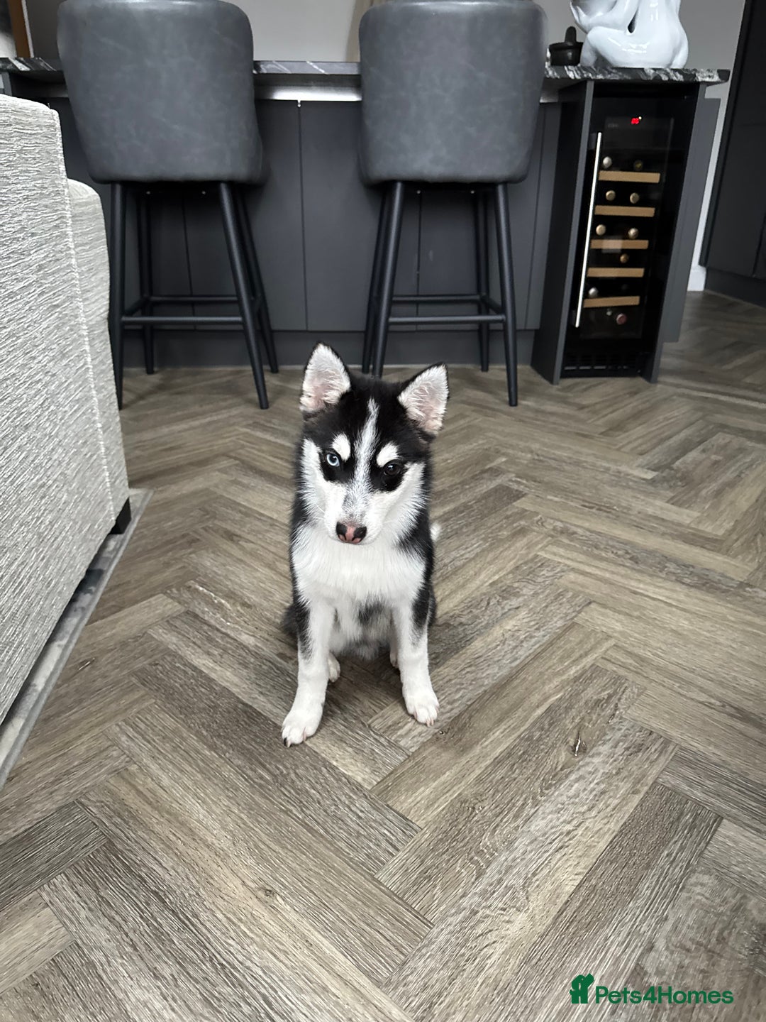 Pomsky dogs for stud: Pomsky Stud Available - NorthWest - Image 4