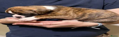 Boxer 5