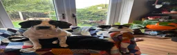 Mixed Breed dogs for sale: 6 month old male springer spaniel x foxhound  in Pontefract - Advert 3