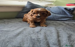 Cavapoo dogs for sale: Gorgeous Cavapoo puppies looking for forever home - Image 3