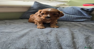 Cavapoo dogs - Advert 12