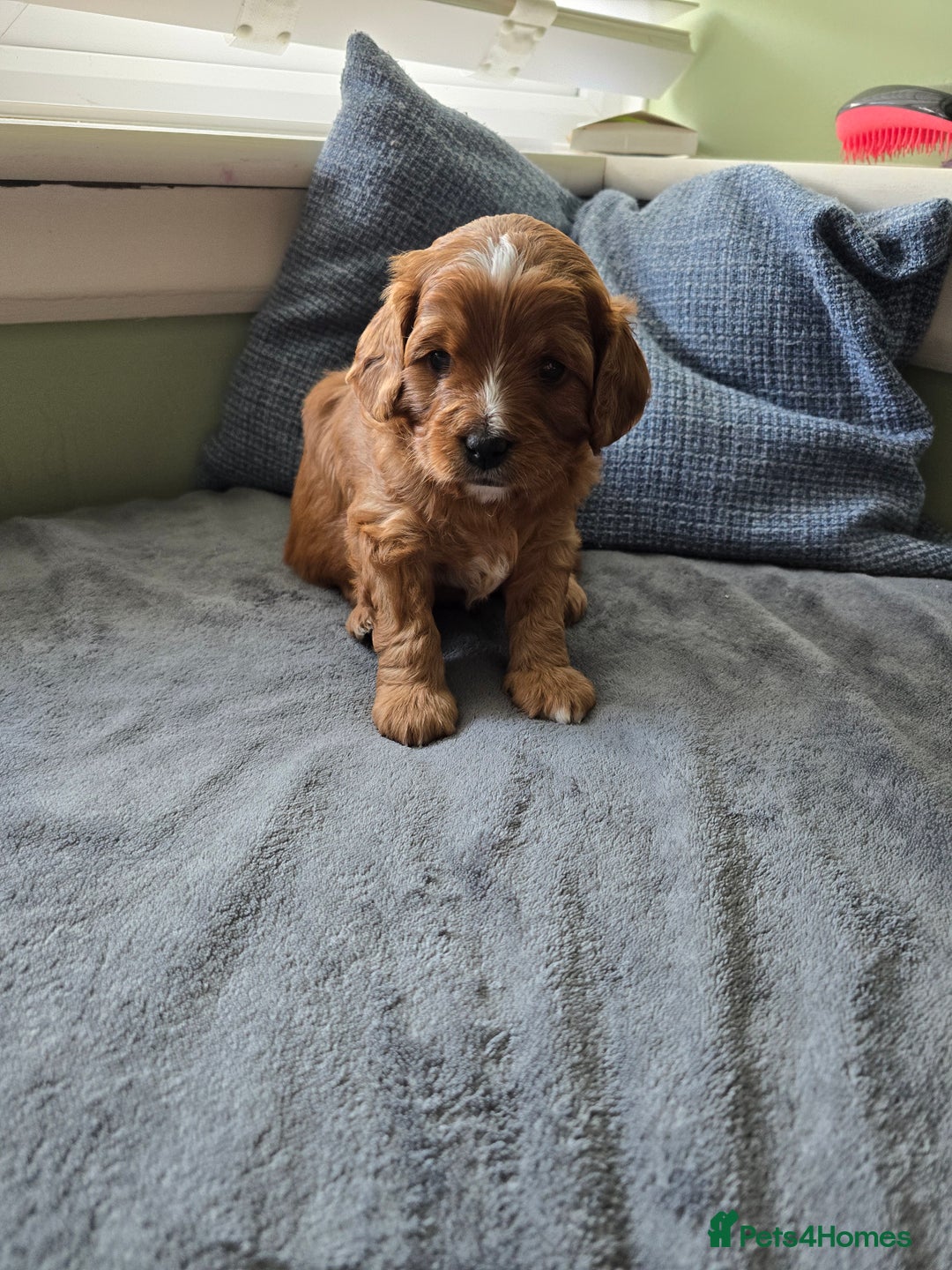 Cavapoo dogs for sale: Gorgeous Cavapoo puppies looking for forever home - Image 3