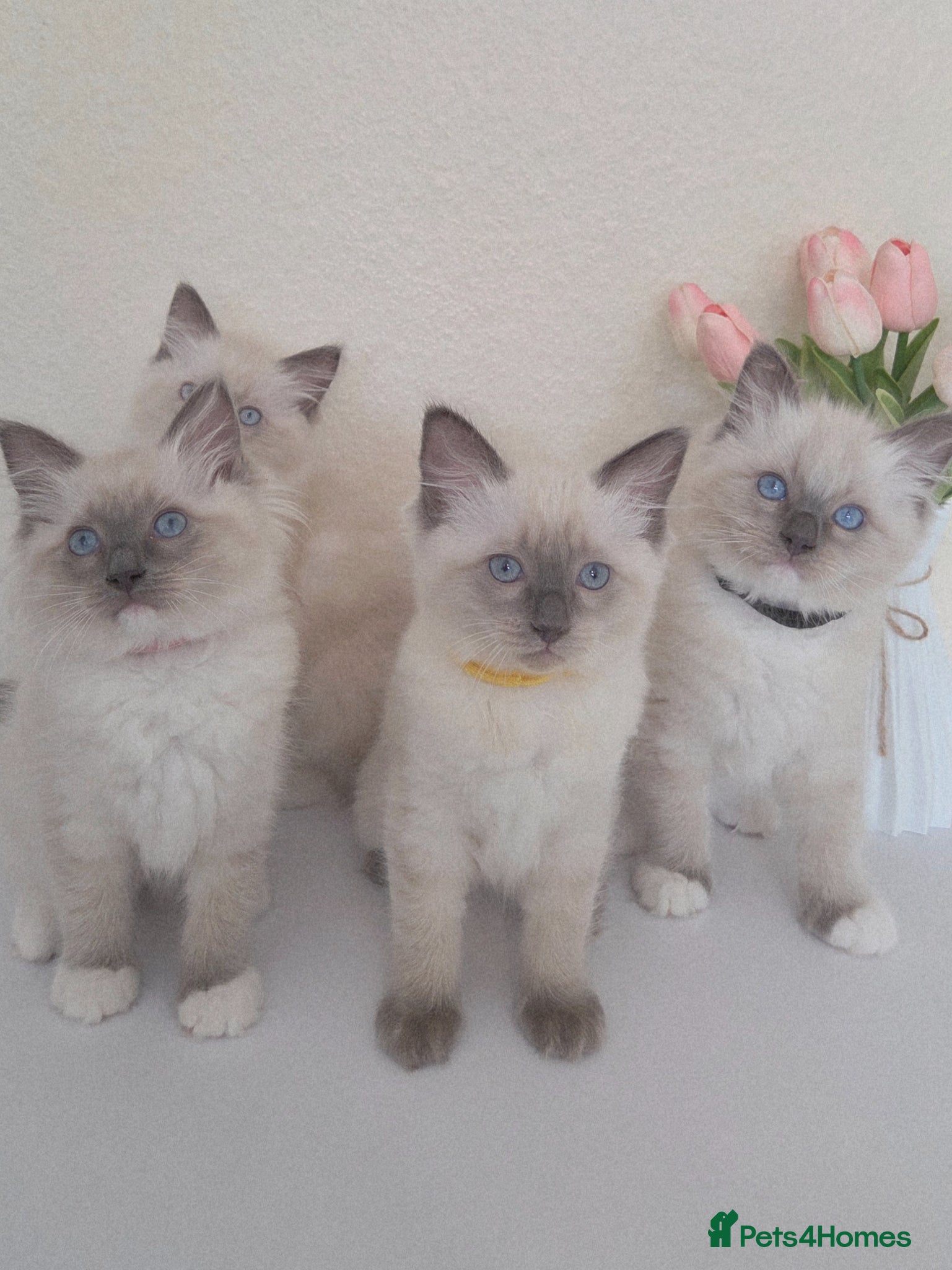 Ragdoll cats Pure Ragdoll Kittens Ready ! - Advert 3