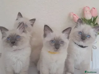 Ragdoll cats Pure Ragdoll Kittens Ready ! - Advert 3