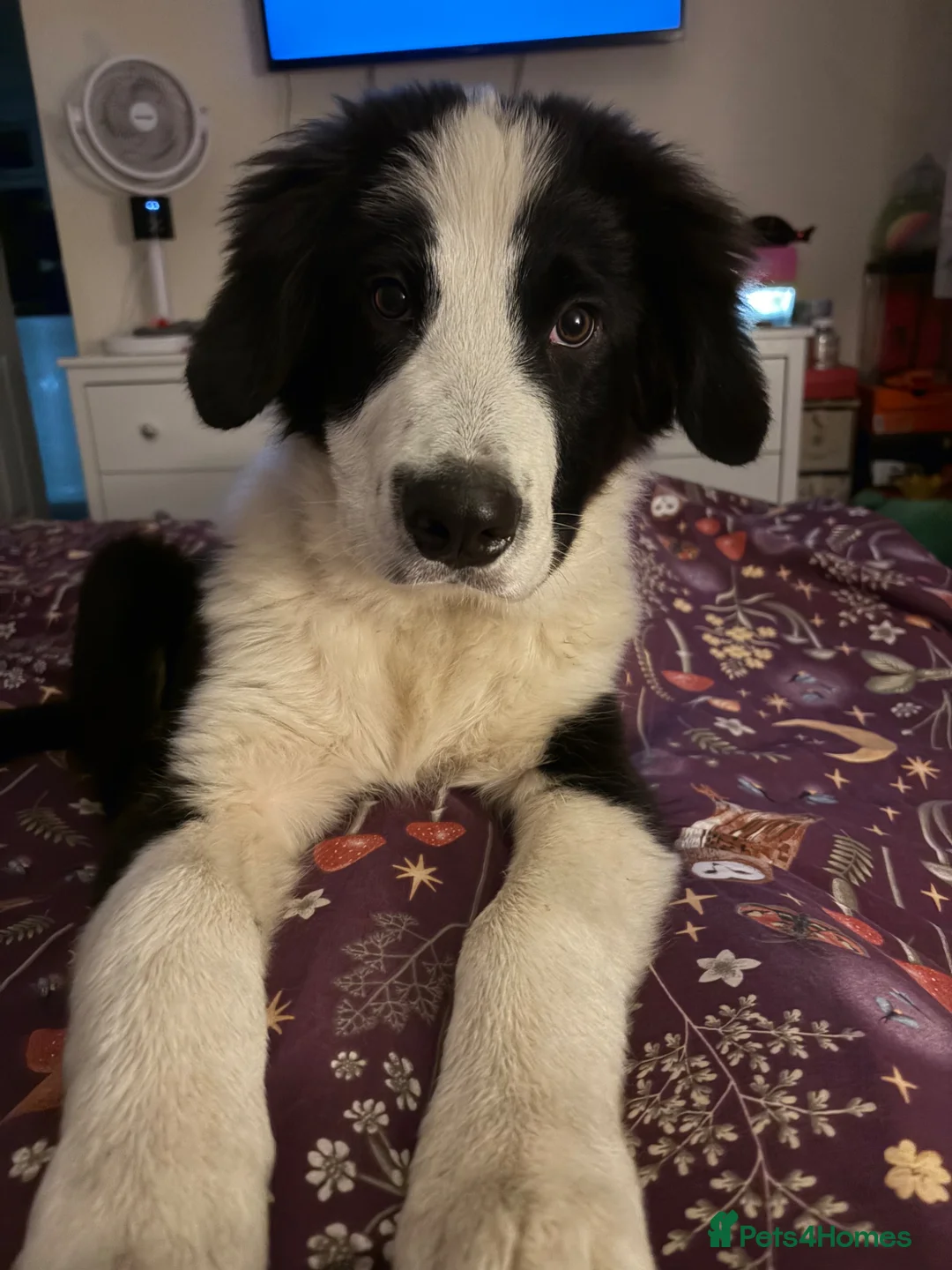 Mixed Breed dogs for sale: Reluctant Rehoming Of My Giant Bouncy Boy - Advert 2