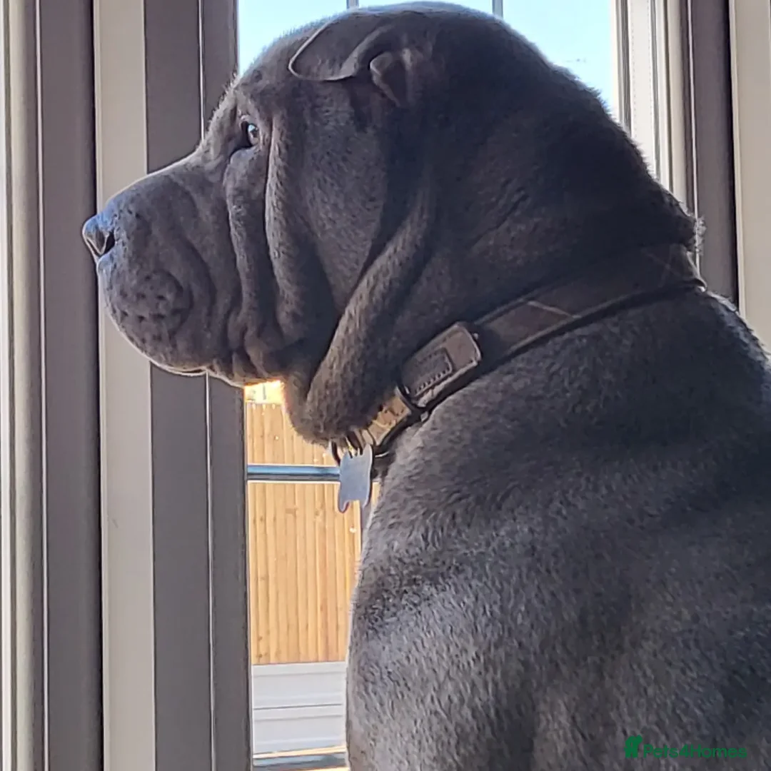 Shar Pei dogs for stud: Gus blue horse coat available for stud in Billericay - Advert 11