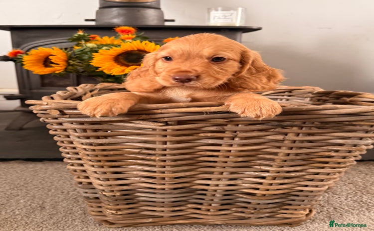 Cocker Spaniel dogs - Advert 12