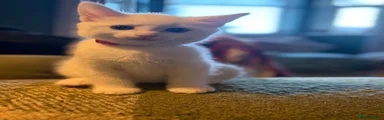 RagaMuffin 1